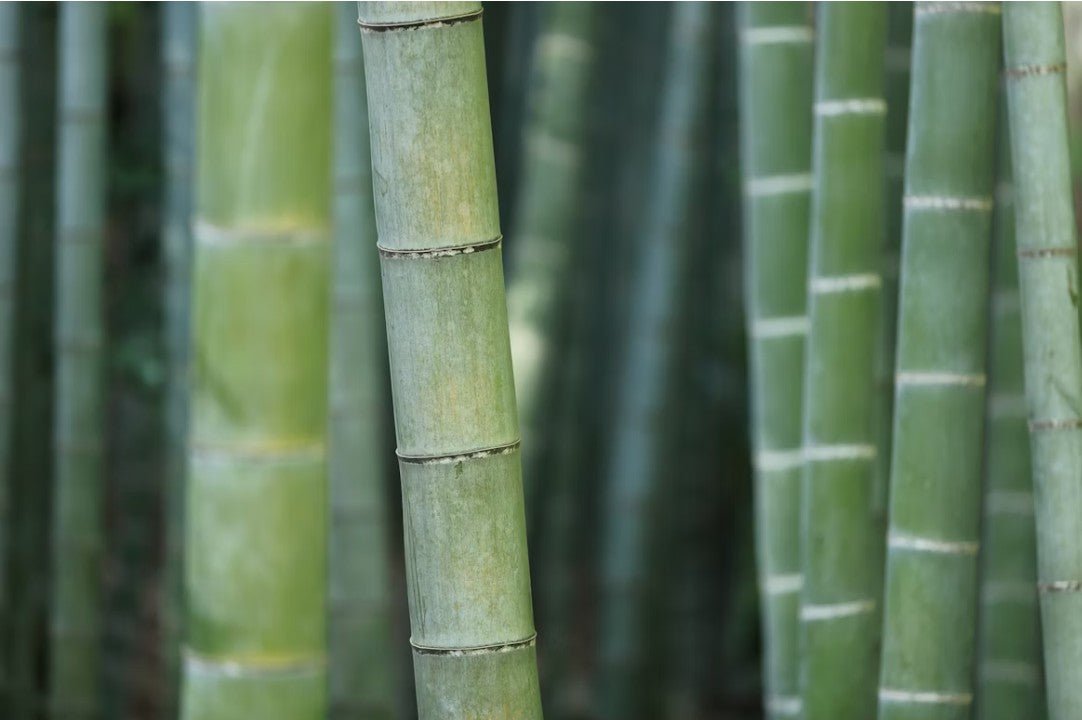 Are bamboo baby clothes worth it? Here are the pros and cons - Stretchaboo